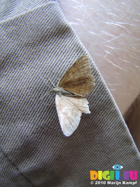 SX14924 Brown butterfly on trousers